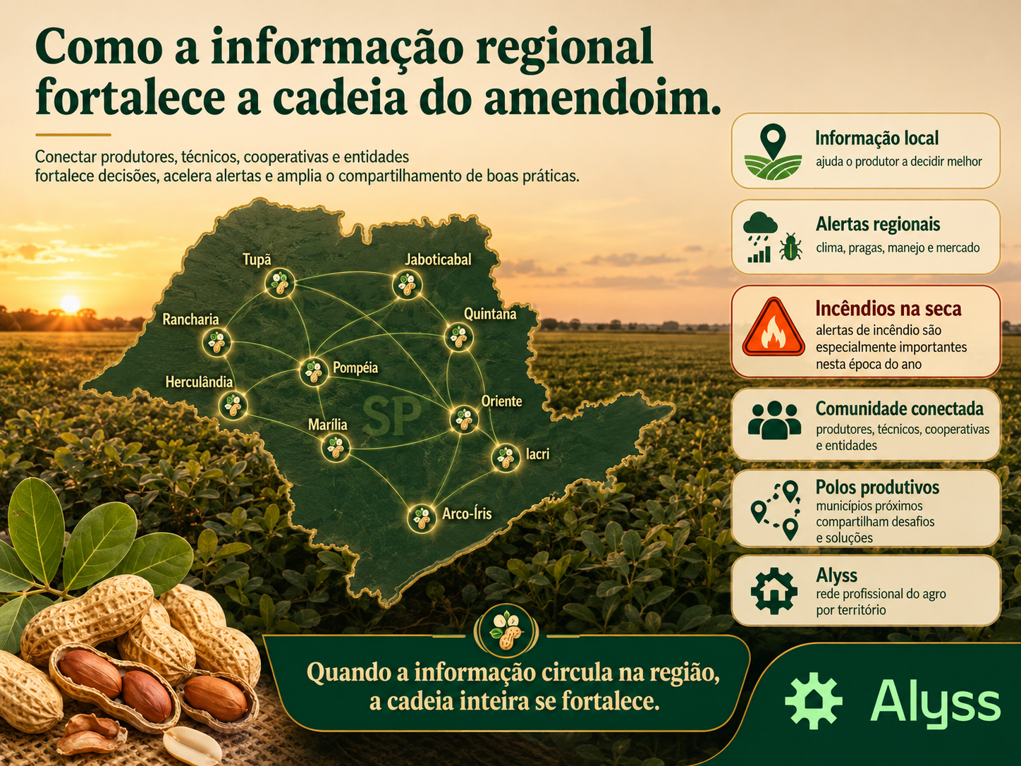 Como a informação regional fortalece a cadeia do amendoim