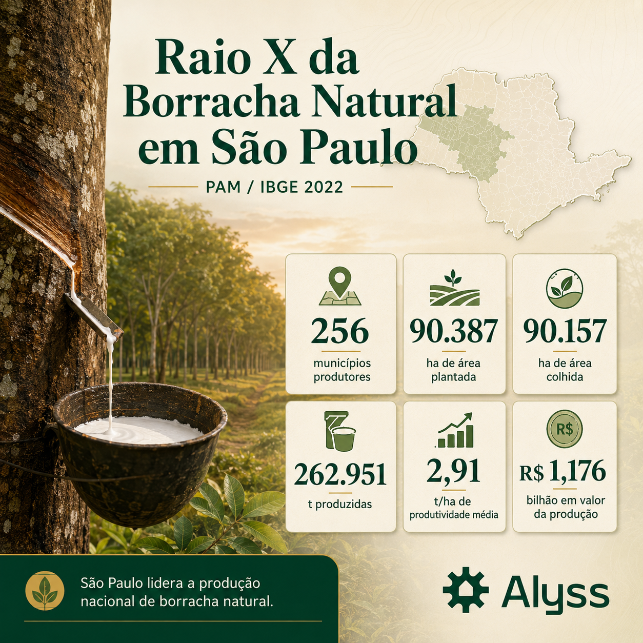 “São Paulo lidera a produção nacional de borracha natural”